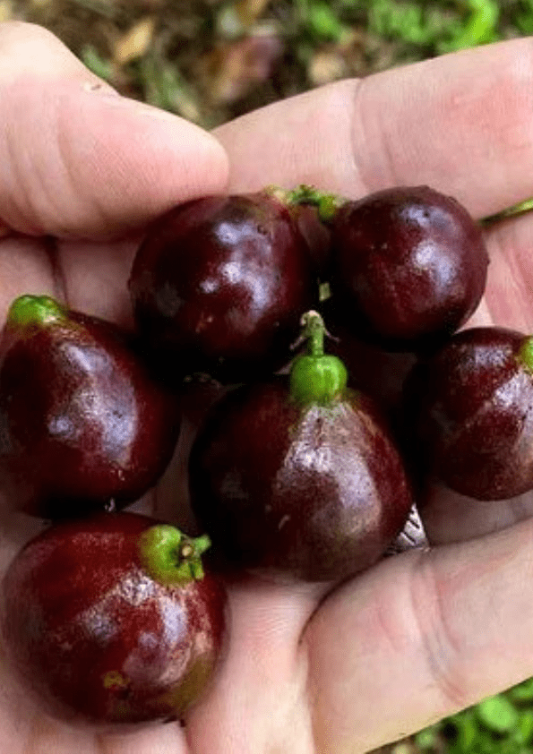ESALQ Jaboticaba Fruit Plant