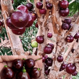ESALQ Jaboticaba Fruit Plant