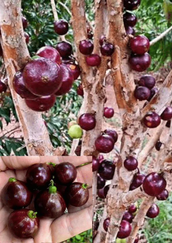ESALQ Jaboticaba Fruit Plant