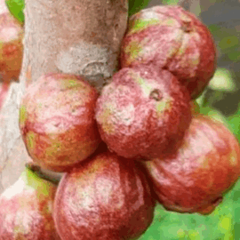 Phitrantha Rosa Jaboticaba Fruit Plant (Plinia Phitrantha Rosa)