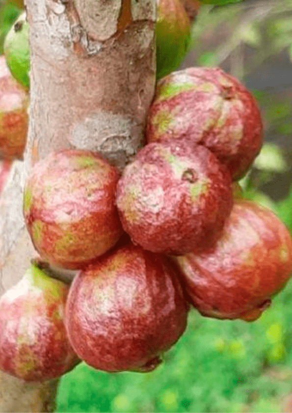 Phitrantha Rosa Jaboticaba Fruit Plant (Plinia Phitrantha Rosa)