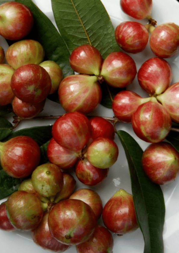 Phitrantha Rosa Jaboticaba Fruit Plant (Plinia Phitrantha Rosa)