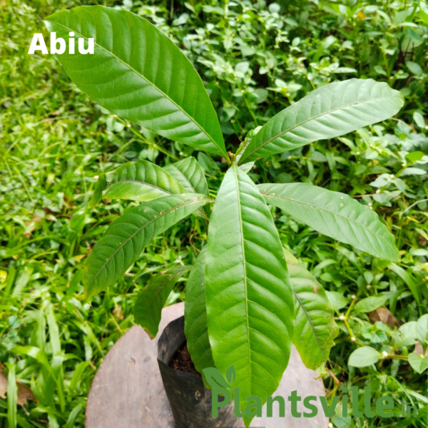 Sweet Abiu Plant