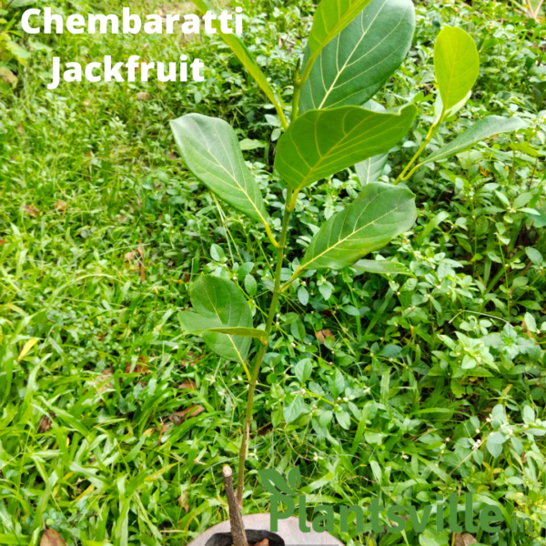 Chembaratti Varikka