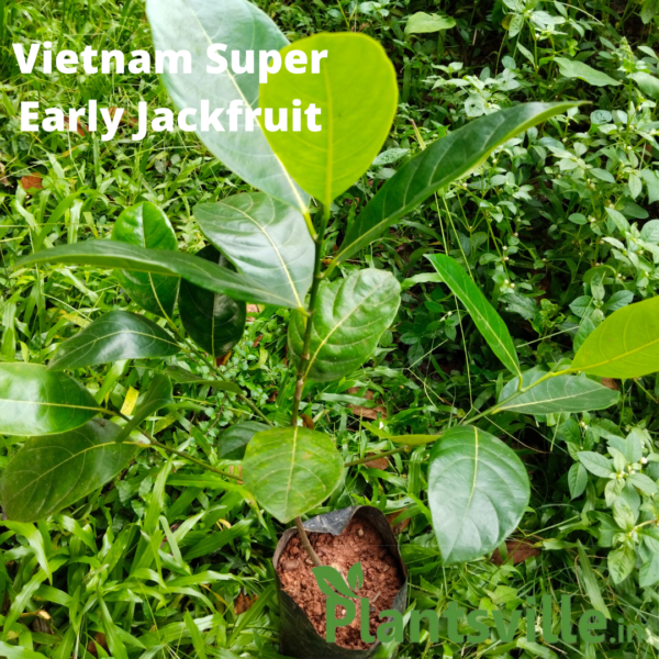 Vietnam Super Early