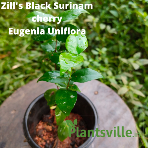 Black Surinam Cherry Fruit Plant
