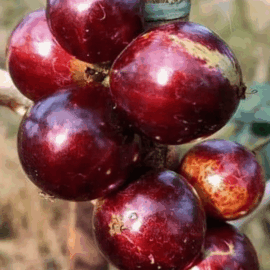 Red Pouch Jaboticaba Fruit Plant