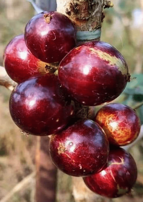 Red Pouch Jaboticaba Fruit Plant