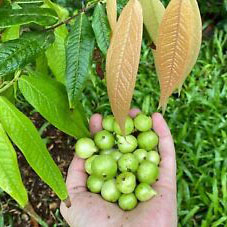 Jaboticaba Green Crystal