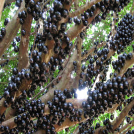 Jaboticaba Sabara Fruit Plant