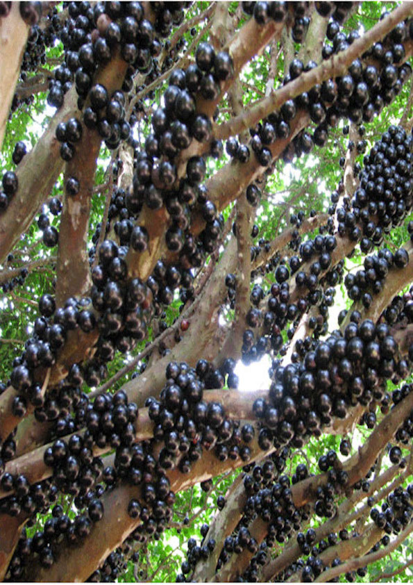 Jaboticaba Sabara Fruit Plant