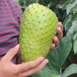 Organic Soursop Fruit (Laxman phal) – 1kg