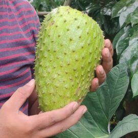 Organic Soursop Fruit (Laxman phal) – 1kg