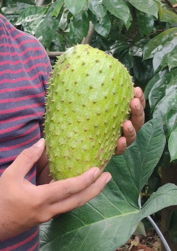 Organic Soursop Fruit (Laxman phal) – 1kg