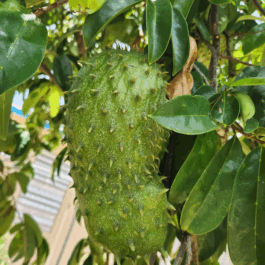 Fresh Organic Graviola / Soursop Leaves 50pcs