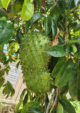 Fresh Organic Graviola / Soursop Leaves 50pcs