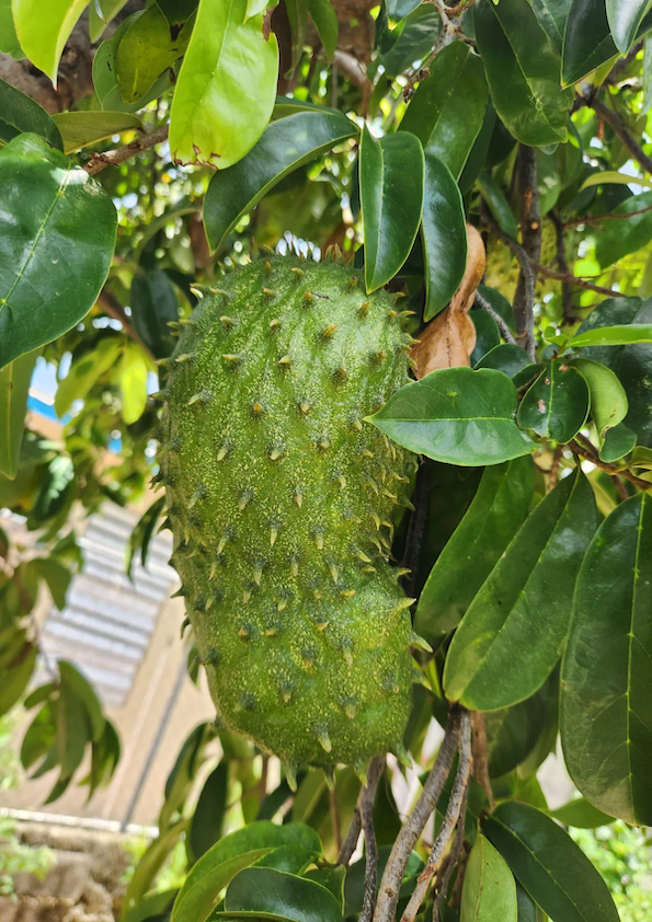 Fresh Organic Graviola / Soursop Leaves 50pcs