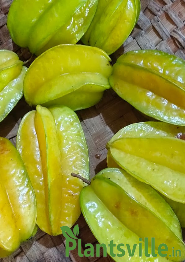 Fresh Sweet Carambola Fruit / Star Fruit – 1kg