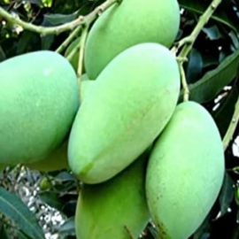 Thai All Season Mango Grafted Plant