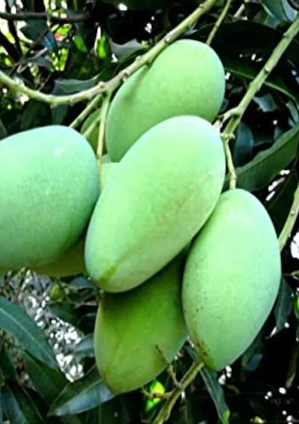 Thai All Season Mango Grafted Plant