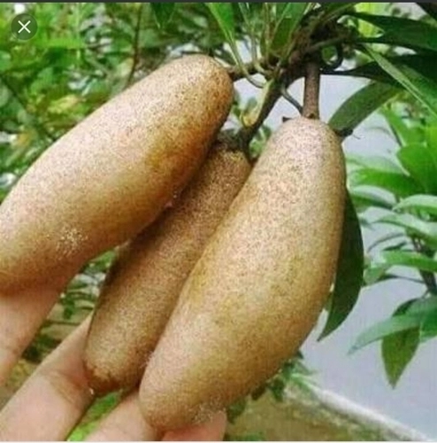 Banana Sapote