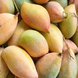 Totapuri Mango Grafted Plant