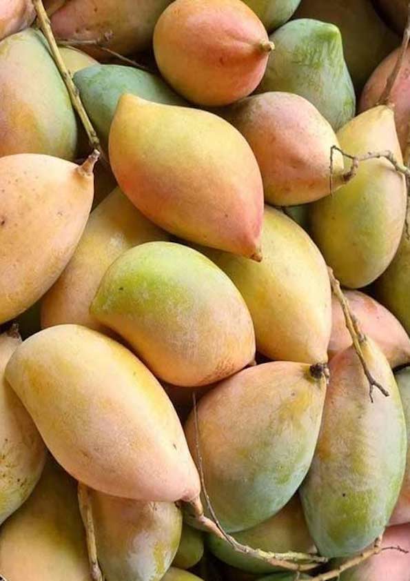 Totapuri Mango Grafted Plant