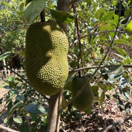 Vietnam Super Early Jackfruit Grafted Plant