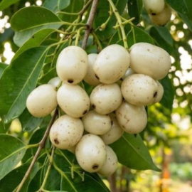 White Jamun/ White Java Plum Fruit Plant