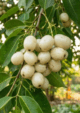 White Jamun/ White Java Plum Fruit Plant