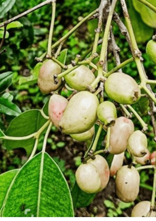 White Jamun/ White Java Plum Fruit Plant