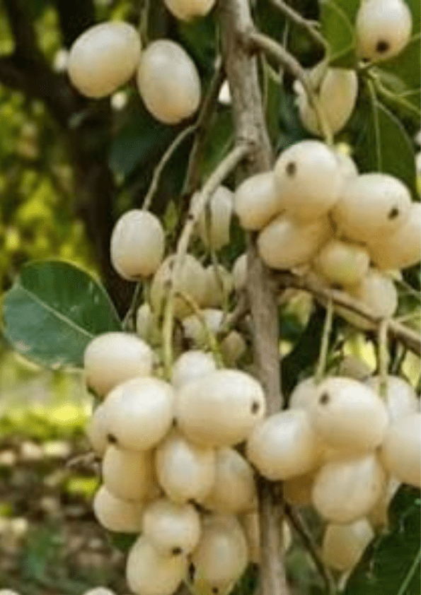 White Jamun/ White Java Plum Fruit Plant