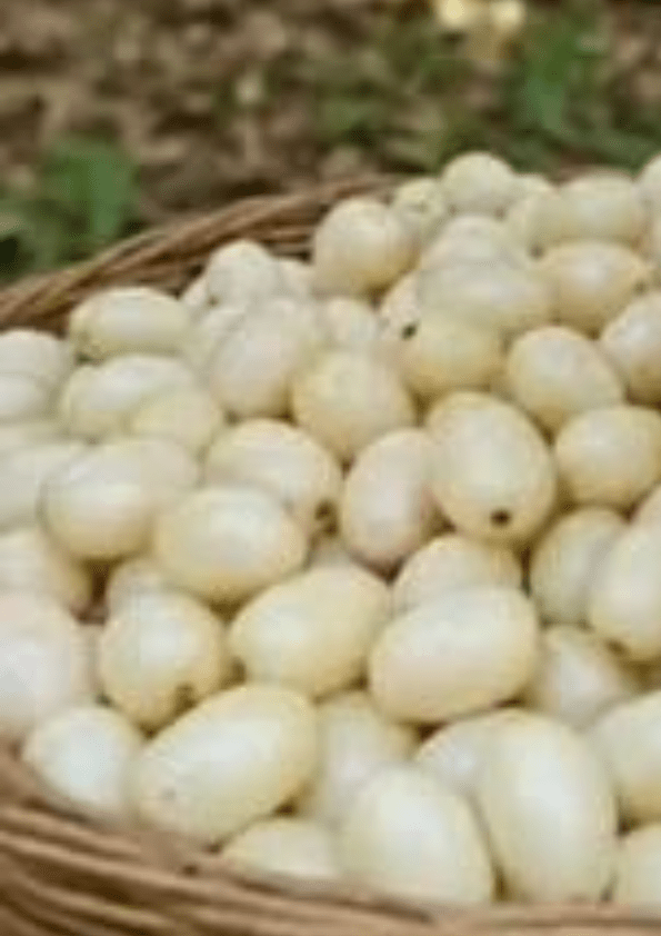 White Jamun/ White Java Plum Fruit Plant