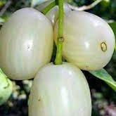 White Jamun/ White Java Plum