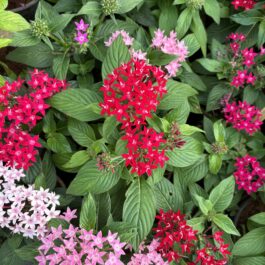 Pentas Plant – Mix colors