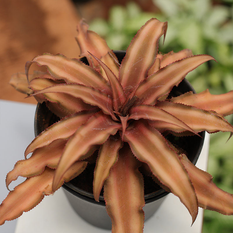 Cryptanthus