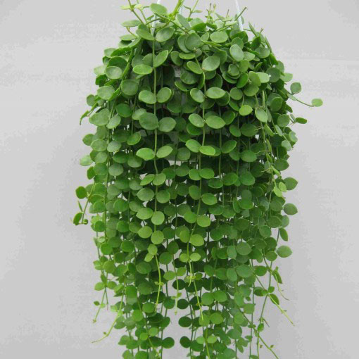 Dischidia