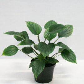Homalomena Green