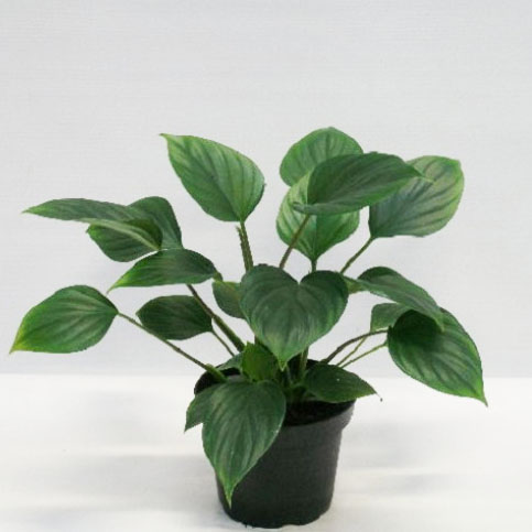 Homalomena Green