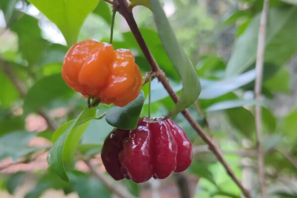 Black Surinam Cherry Fruit Plant