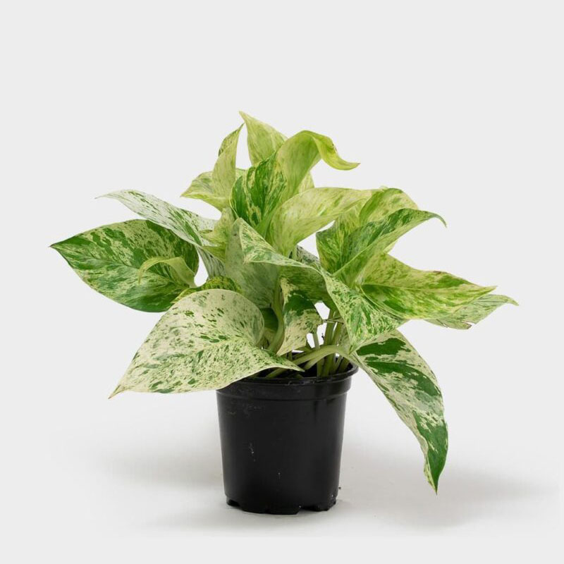 Money Plant Marble Queen