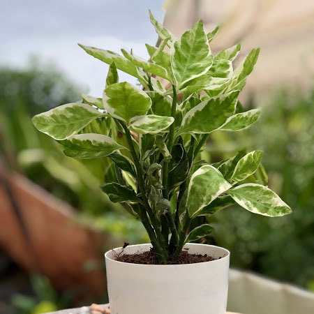 Pedilanthus Variegated Plant