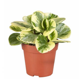 Pepromia Variegated Plant