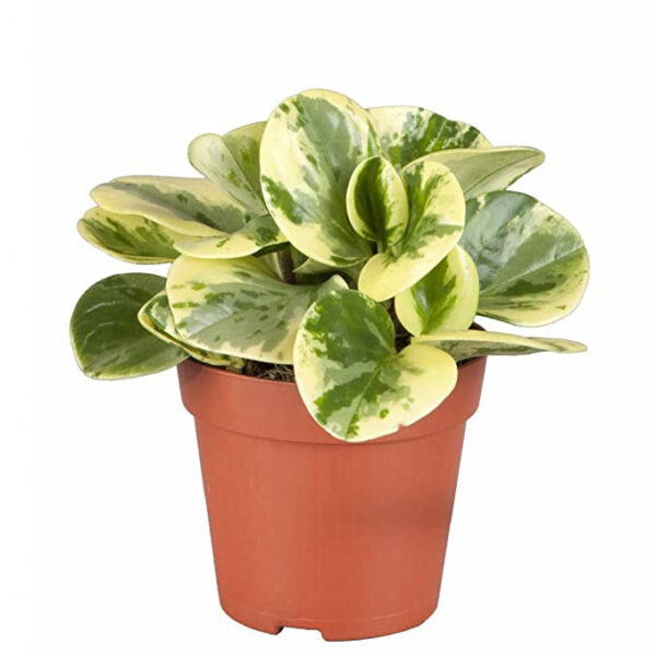 Pepromia Variegated Plant
