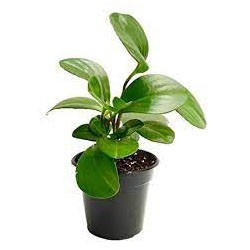 Pepromia Green