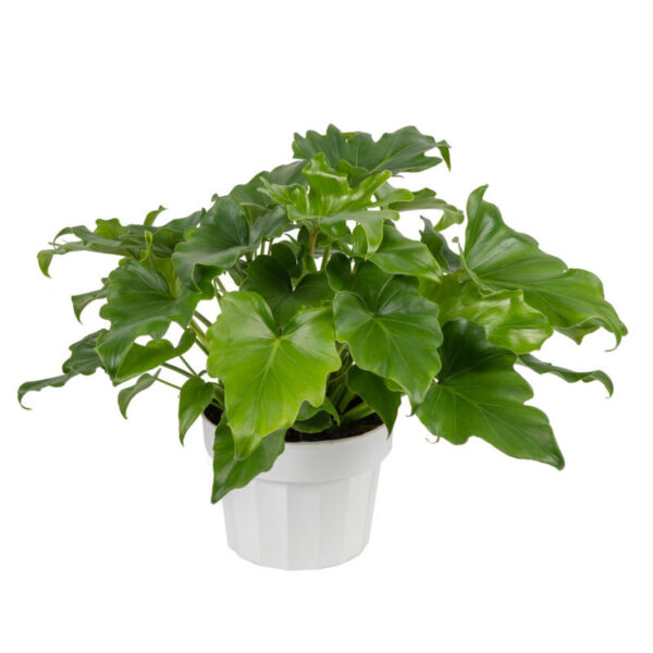 Philodendron Little Hope