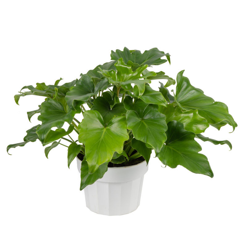 Philodendron Little Hope