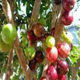 Jaboticaba Red Lantern Fruit Plant