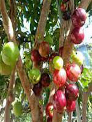 Jaboticaba Red Lantern Fruit Plant