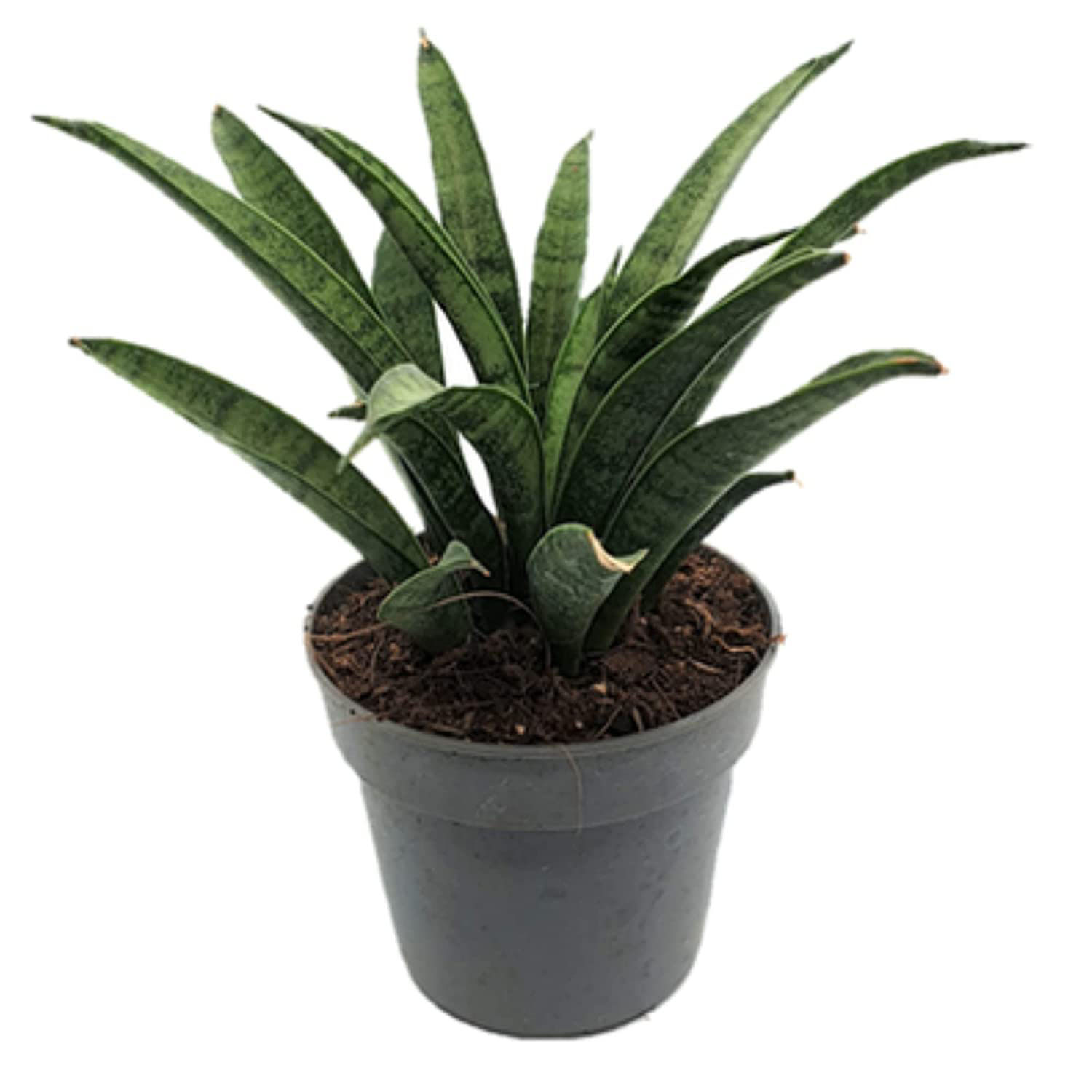 Sansevieria Silver Steel